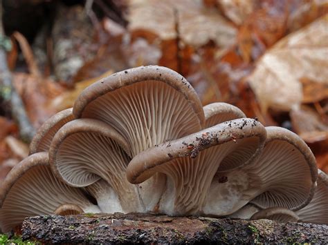 Hliva ustricová v záhrade