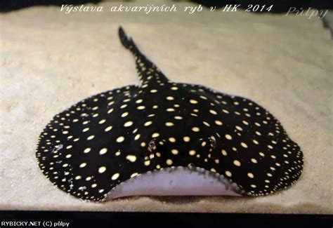 Ilustrácia hlbokomorskej ryby s bioluminiscenčnými tykadlami