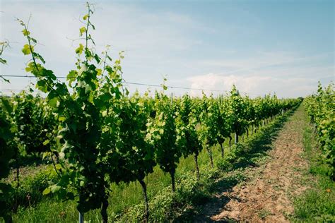 Vinice v Burgundsku