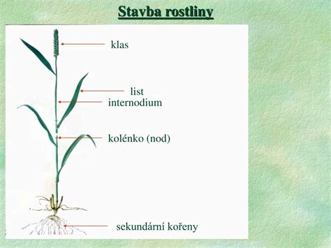 Schéma stavby stonky a jej rozkonárovania