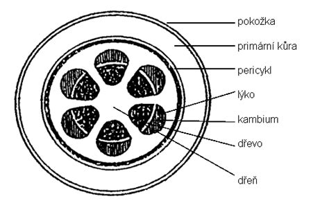 Anatomická schéma priečneho rezu semenníka