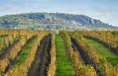 Vinice v oblasti Beaujolais