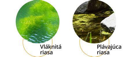 schéma vplyvu živín a svetla na tvorbu rias v jazierku