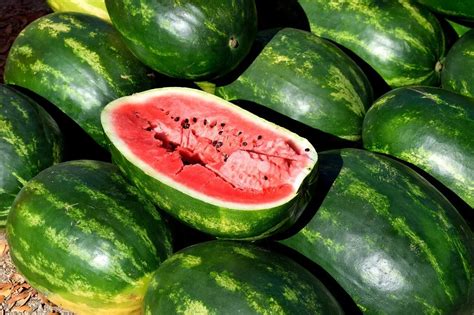 Schéma kríženia melónov pre získanie bezsemenného melóna