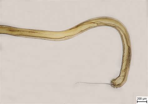 Druhy Metastrongylus
