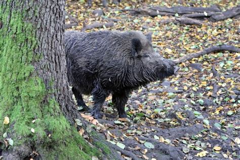 Diviak v prirodzenom prostredí