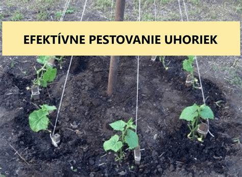 Sadenie uhoriek pozdĺž siete
