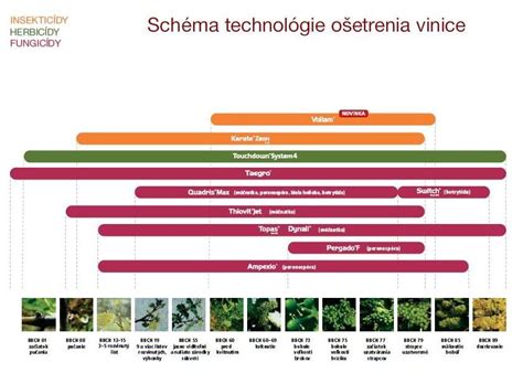 Infografika najobľúbenejších odrôd viniča v Alsasku