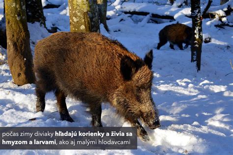 Diviak váľajúci sa v bahne