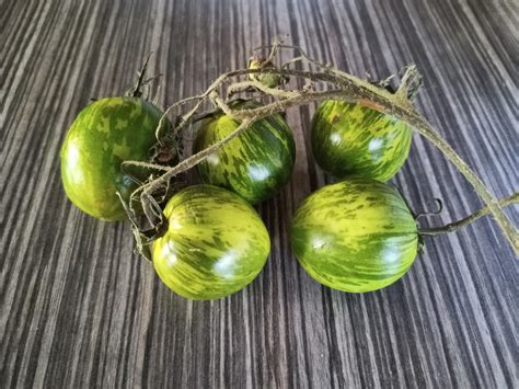 Schéma sadenia paradajok Green Zebra