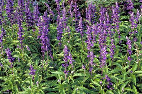 Rastlina Salvia hispanica a jej semená