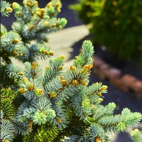 Detail ihličia smreka pichľavého 'Glauca'