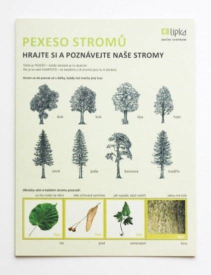Ilustrácia fenikla obyčajného s jeho rôznymi časťami