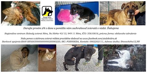 Kríženec Beky na adopciu