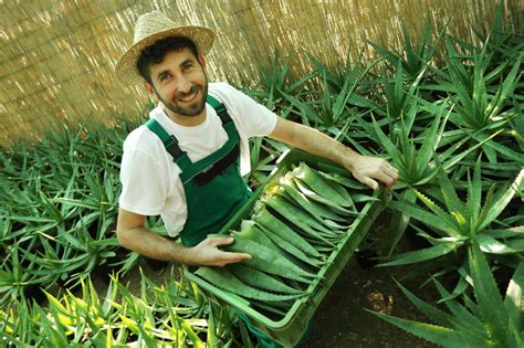 Zber kokosov na plantáži