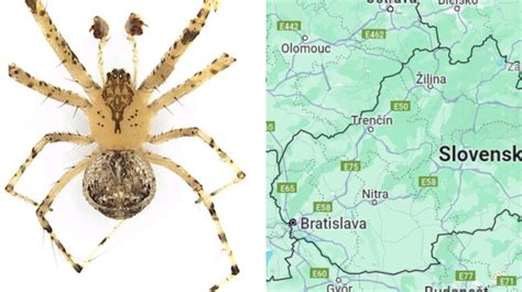 Infografika: Veľkosť pavúkov a schopnosť preniknutia kože