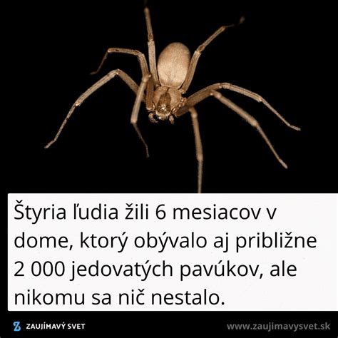 Ilustrácia synantropných pavúkov v ľudskom obydlí