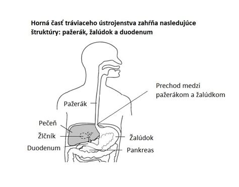 Schéma tráviaceho traktu s označením žalúdka a dvanástnika