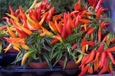 pestovanie chilli papričiek v kvetináčoch