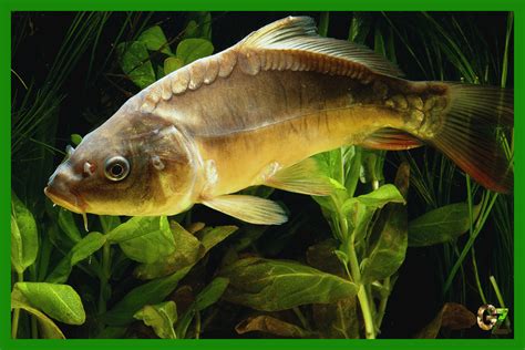 Filírovanie ryby