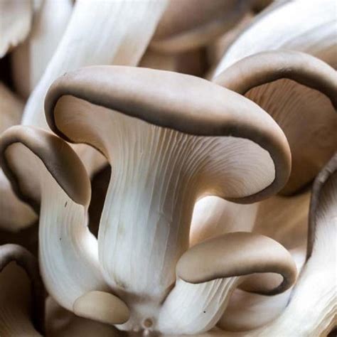 Infografika o nutričných hodnotách hlivy ustricovej