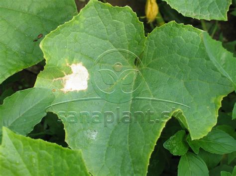 Detail napadnutého listu uhorky plesňou