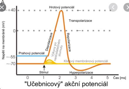 Vplyv zvýšenej extracelulárnej koncentrácie K+ na membránový potenciál