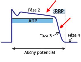 Fázy akčného potenciálu: pokoj, depolarizácia, repolarizácia