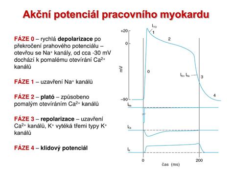 Fázy akčného potenciálu kardiomyocytu s plató fázou