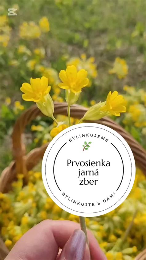 Zber čerstvých listov valeriány poľnej