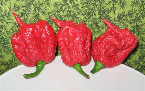 Carolina Reaper - najpálivejšie chilli na svete
