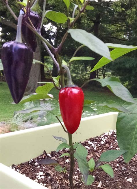 Rozdielne odrody Jalapeño