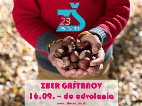 Zber gaštanov v gaštanici