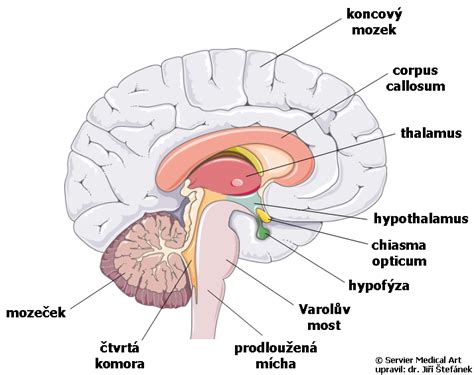 Schéma mozgu zobrazujúca oblasti, ktoré sú aktivované pri fyzickej aktivite a produkciu neurotransmiterov
