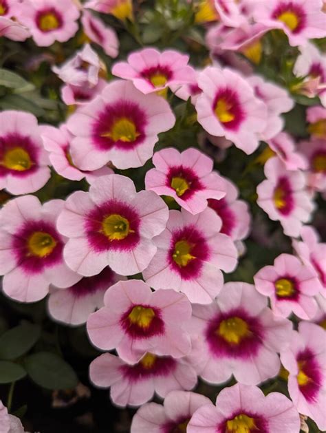 Postup odberu a sadenia odrezkov Calibrachoa