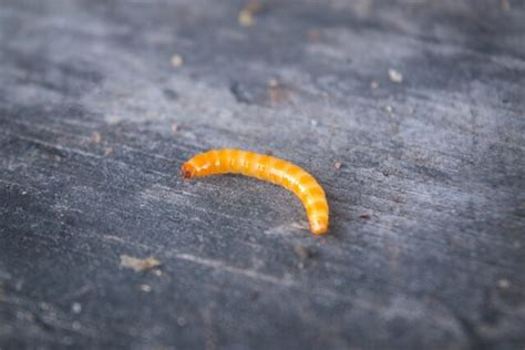 Larva drôtovca