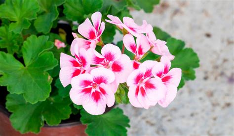 Rozdiel medzi pakostom (Geranium) a muškátom (Pelargonium)
