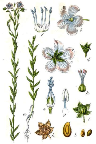 Ľan siaty - botanická ilustrácia