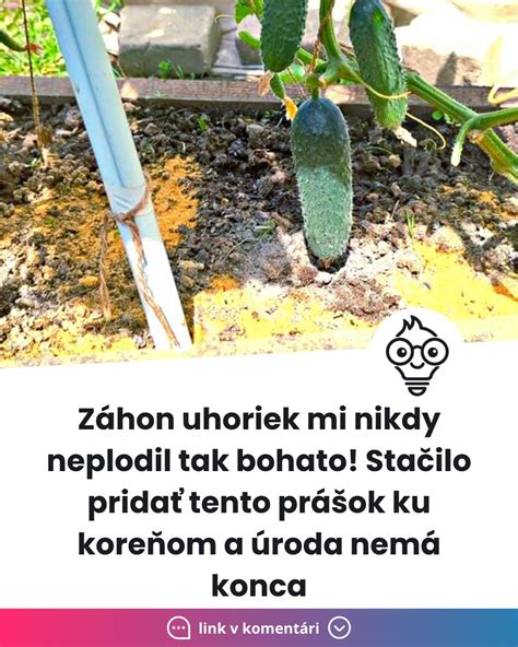 Schéma správneho zavlažovania uhoriek podmokom