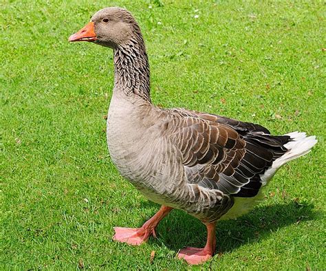 Landeská hus na pastve