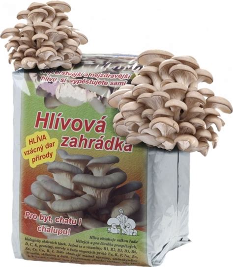 Plodiace kláty hlivy v záhrade