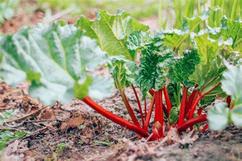 Pestovanie fenikla v záhrade
