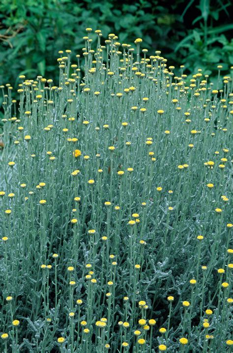 Tabuľka s podmienkami pre pestovanie Helichrysum Italicum