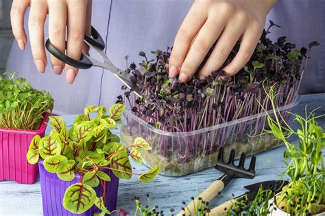 Zber microgreens z chia semienok