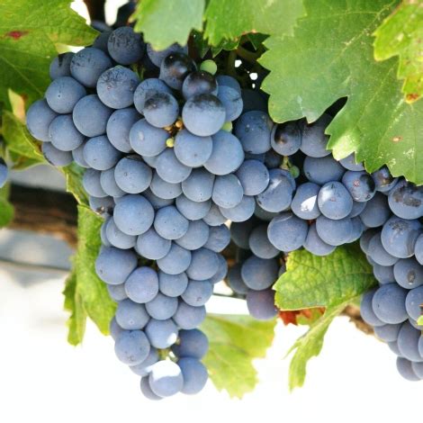 Hrozno odrody Cabernet Sauvignon na vinici