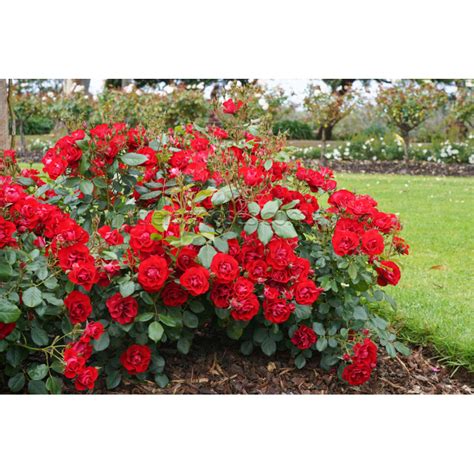 Ruža 'Black Forest Rose®' vo farbe