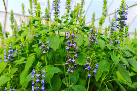 Šalvia hispánska (Salvia hispanica L.)