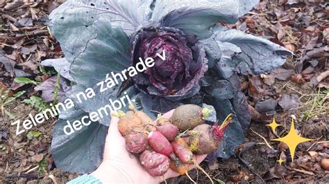 Zber zimnej zeleniny v januári