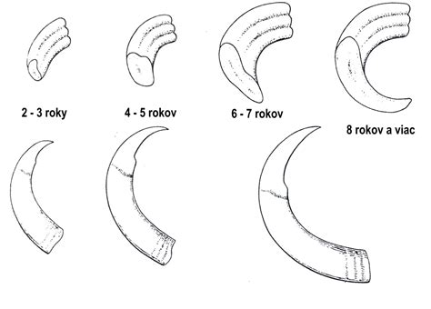 Kly a detaily papule diviaka