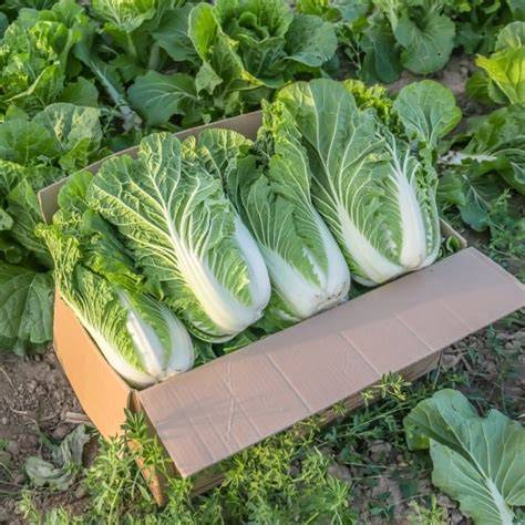 Infografika s nutričnými hodnotami pekinskej kapusty